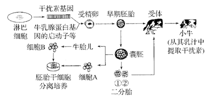 基因工程技術(shù)的突破 利用微生物規(guī)?；a(chǎn)干擾素